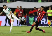 palmeiras