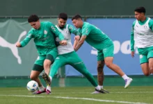 palmeiras