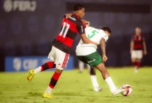palmeiras