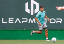 palmeiras
