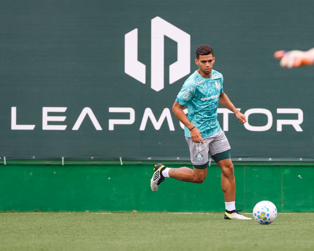 palmeiras