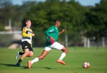 palmeiras