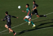 palmeiras