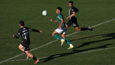 palmeiras