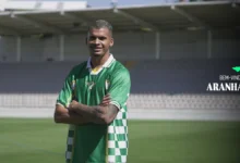 palmeiras aranha