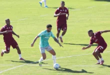 palmeiras