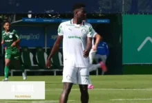 palmeiras