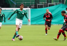 palmeiras