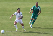 palmeiras