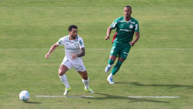 palmeiras